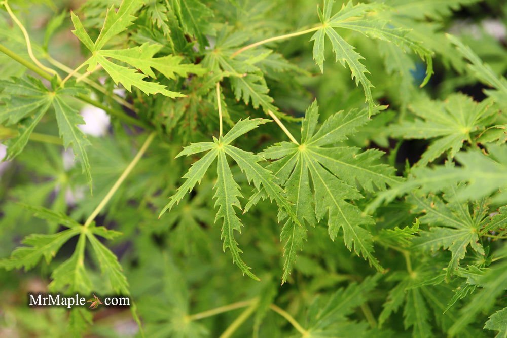 Acer palmatum 'Patsy' Dwarf Japanese Maple: A Stunning Addition to Your Garden