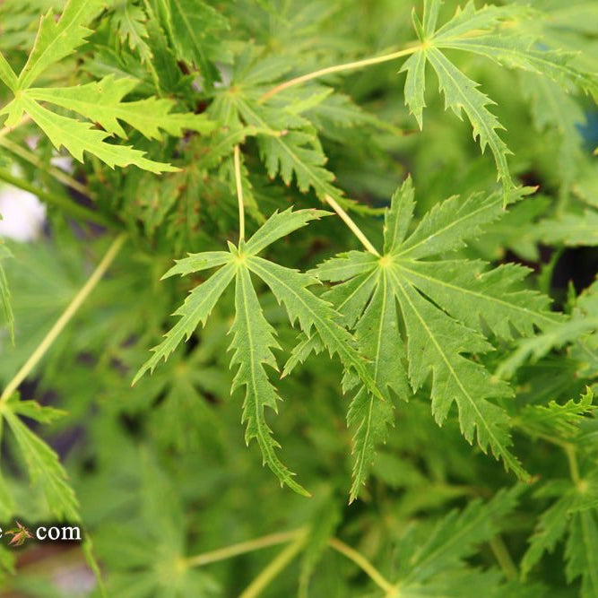 Acer palmatum 'Patsy' Dwarf Japanese Maple: A Stunning Addition to Your Garden