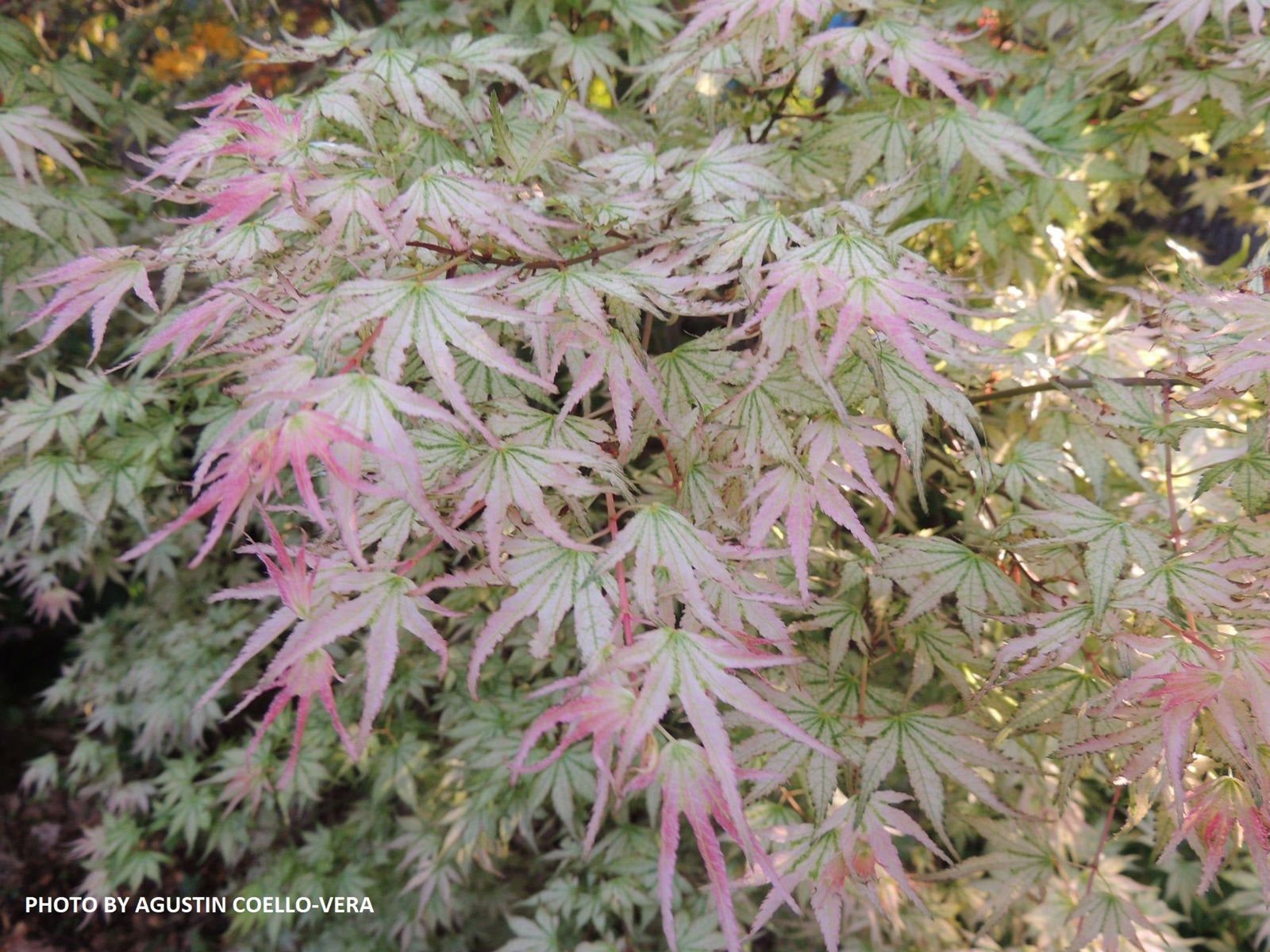 Acer palmatum 'Peve Multicolor' | Cultivar Spotlight