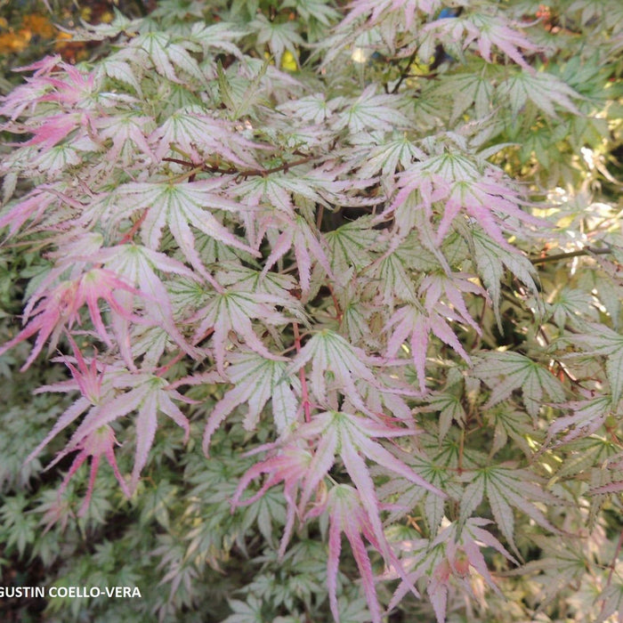 Acer palmatum 'Peve Multicolor' | Cultivar Spotlight