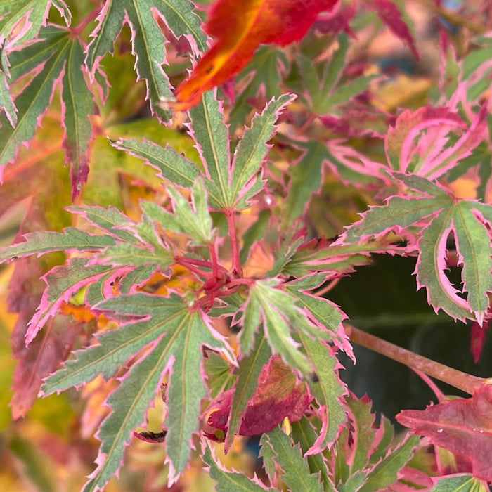 Acer palmatum 'Pink Princess' | Cultivar Spotlight