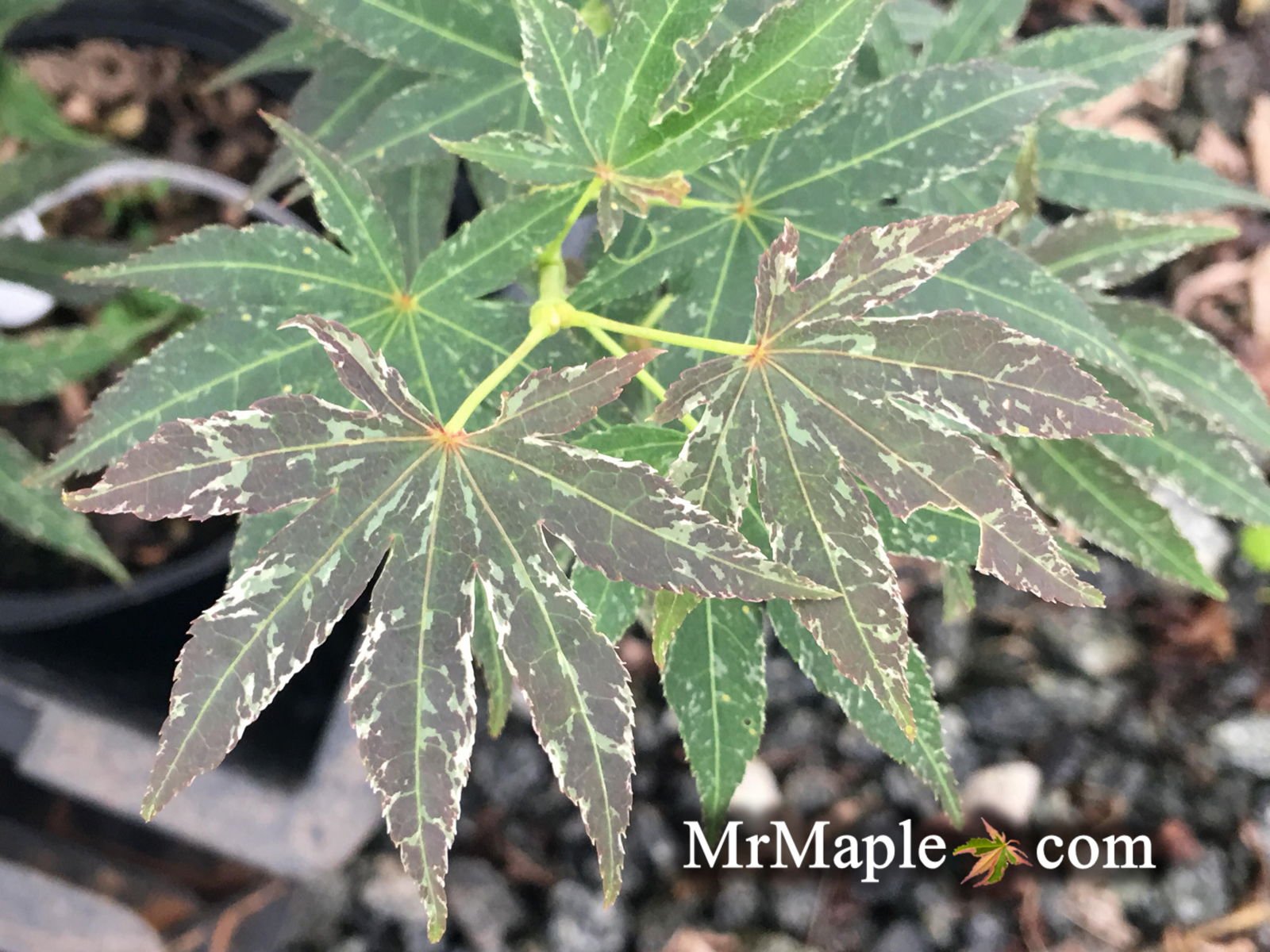 Acer palmatum 'Red Jaguar' | Cultivar Spotlight
