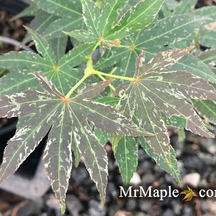 Acer palmatum 'Red Jaguar' | Cultivar Spotlight