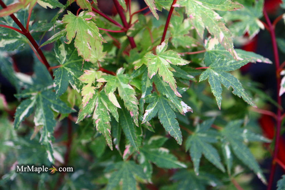 Exploring Acer palmatum 'Ryugu': The Ultimate Dwarf Japanese Maple for Your Garden