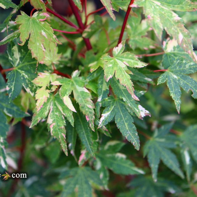 Exploring Acer palmatum 'Ryugu': The Ultimate Dwarf Japanese Maple for Your Garden