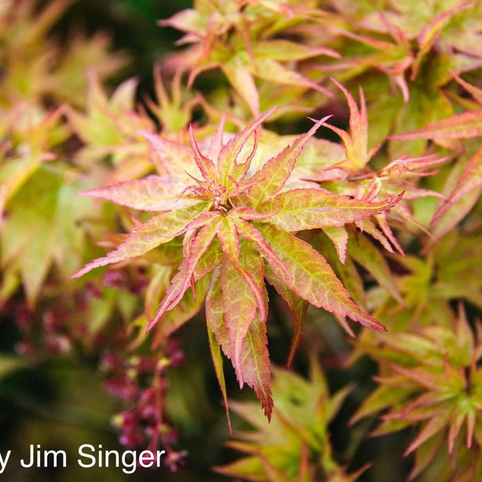 Acer palmatum 'Ryuzu' | Cultivar Spotlight