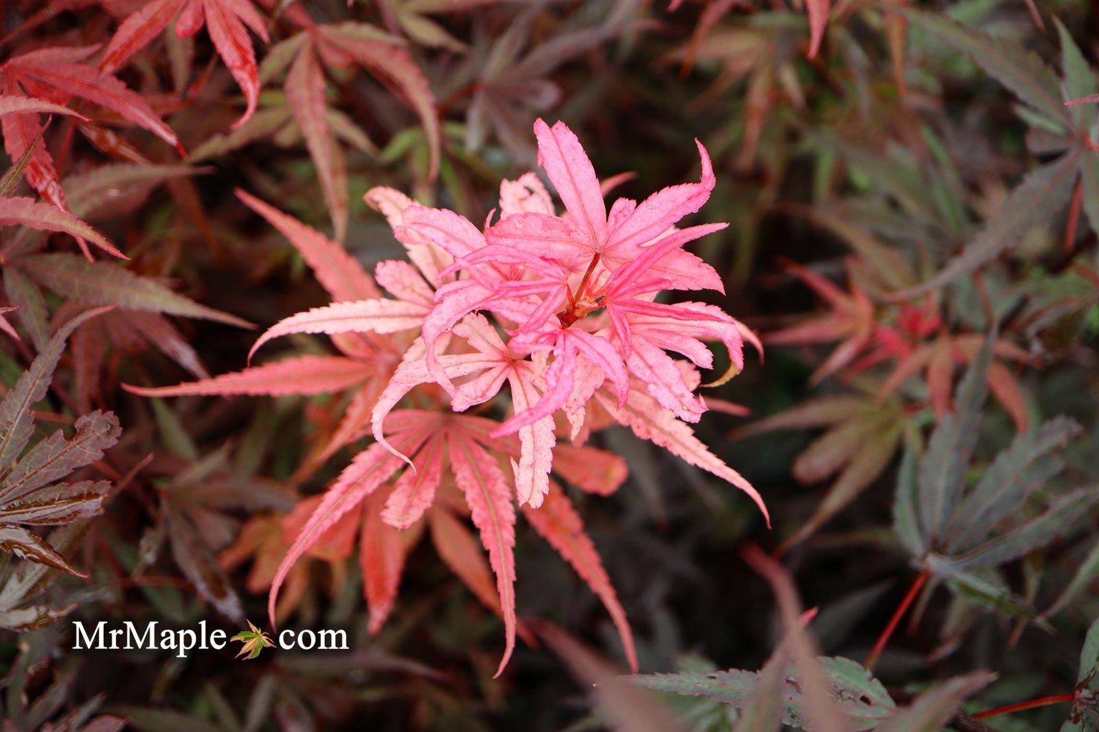 Acer palmatum 'Shaina' | Cultivar Spotlight