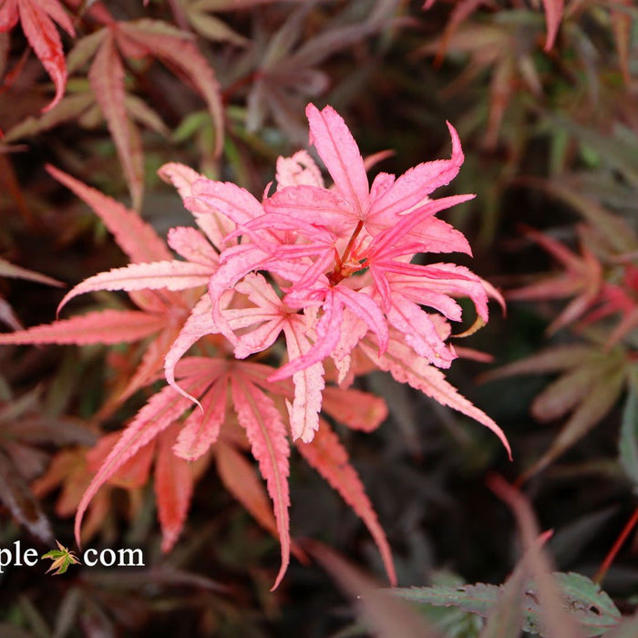 Acer palmatum 'Shaina' | Cultivar Spotlight