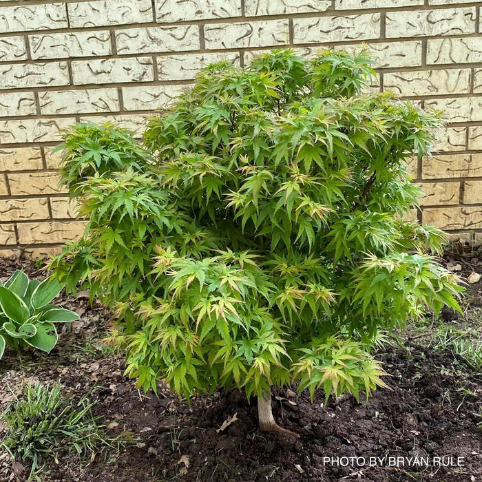 Acer palmatum 'Sharp's Pygmy' | Cultivar Spotlight