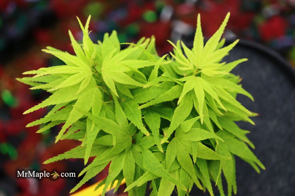 Exploring Acer palmatum 'Shin Shin Yatsubusa': The Rare Dwarf Japanese Maple