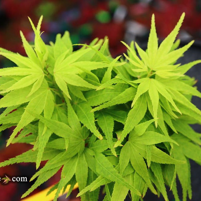 Exploring Acer palmatum 'Shin Shin Yatsubusa': The Rare Dwarf Japanese Maple