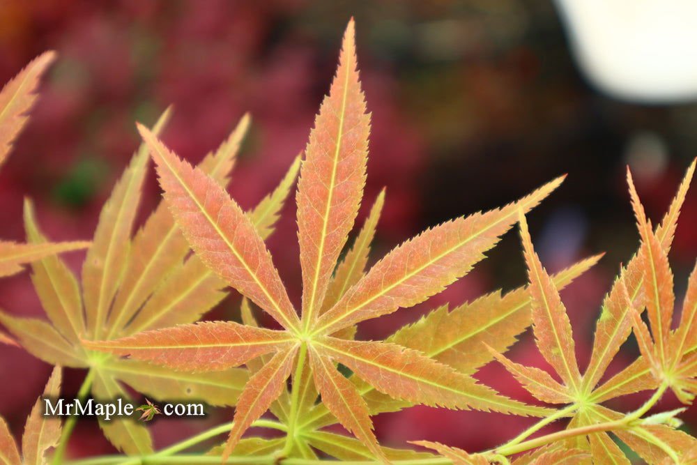 Acer palmatum 'Shiraname' | Cultivar Spotlight
