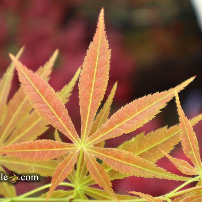 Acer palmatum 'Shiraname' | Cultivar Spotlight