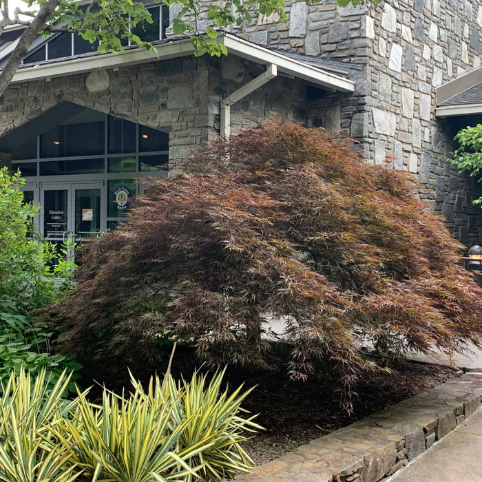 The Allure of Japanese Maples: Why They're a Gardener's Favorite