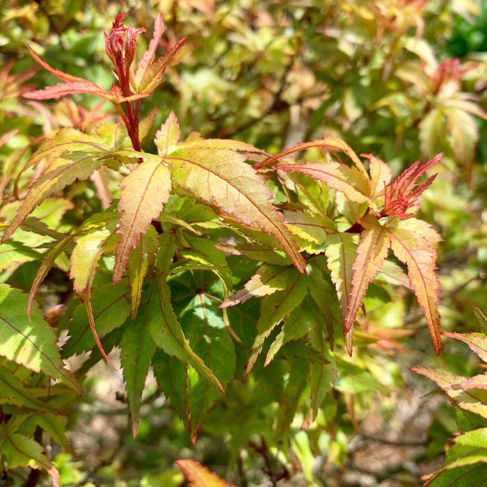 Acer palmatum 'Taro yama' | Cultivar Spotlight