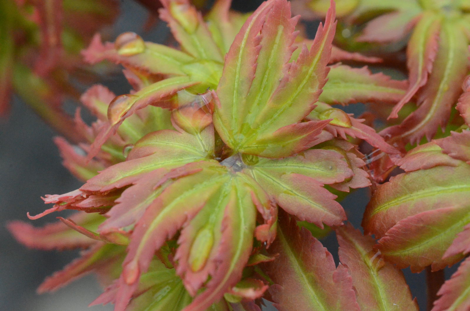 Explore the Beauty of Acer palmatum 'Vic's Broom': A Dwarf Japanese Maple for Gardeners