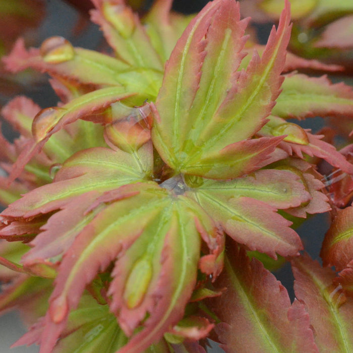 Explore the Beauty of Acer palmatum 'Vic's Broom': A Dwarf Japanese Maple for Gardeners
