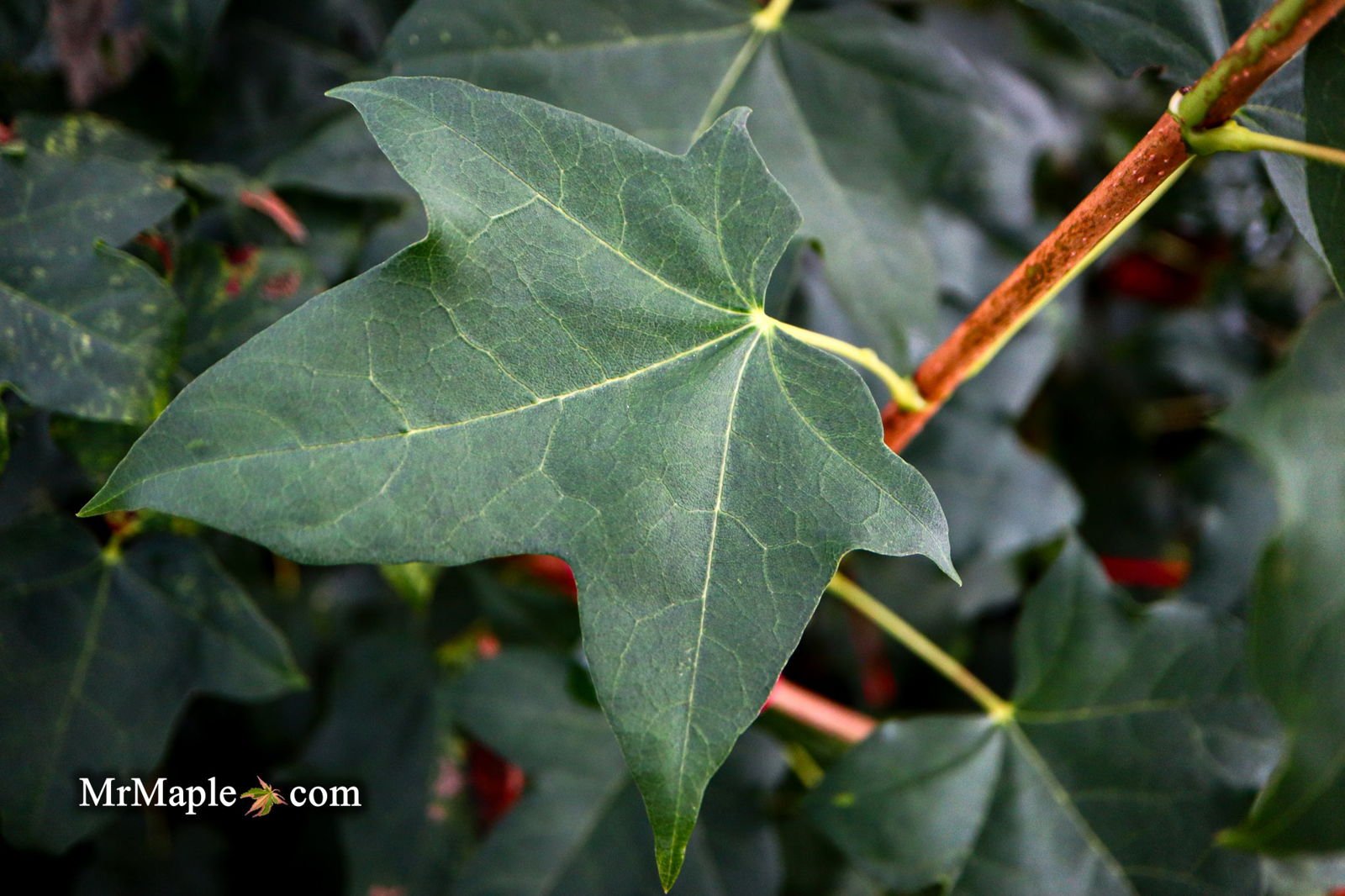 Acer pictum ssp. mono | Cultivar Spotlight
