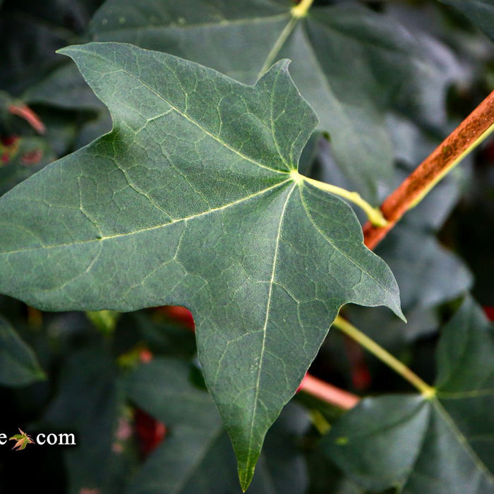 Acer pictum ssp. mono | Cultivar Spotlight