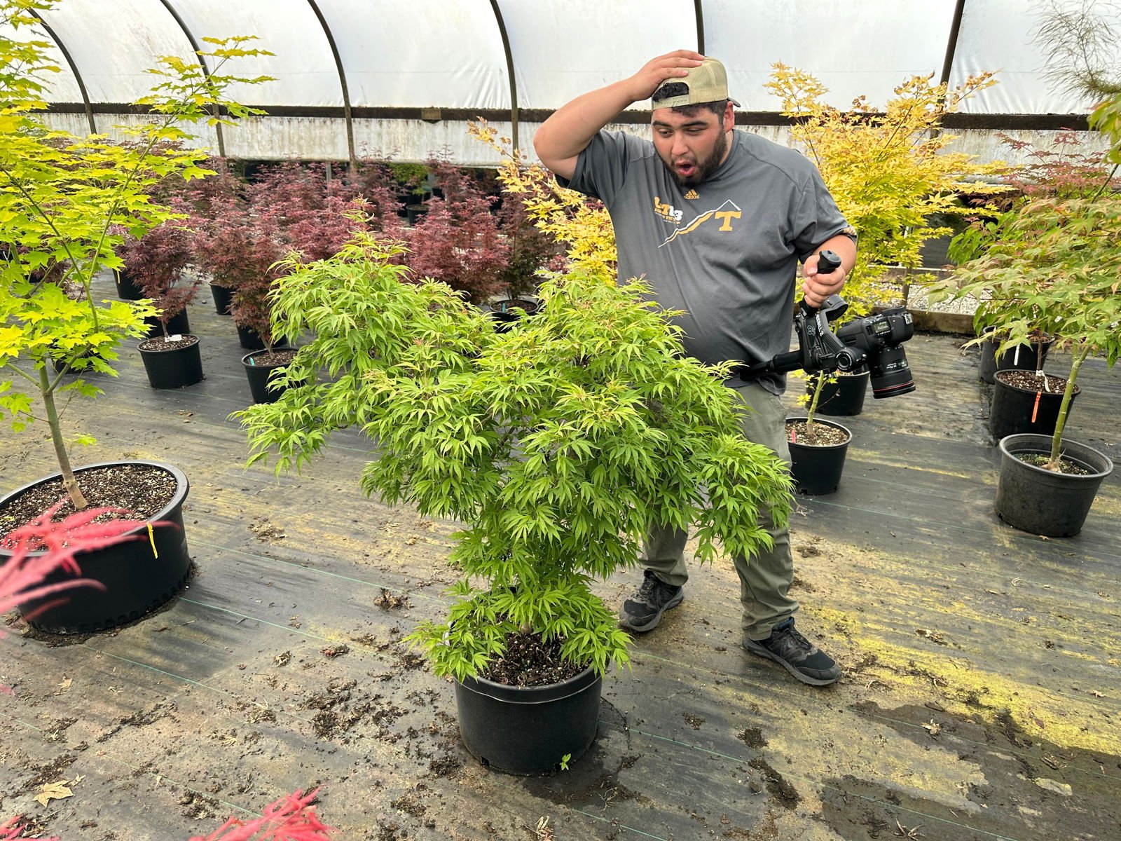 Acer pubipalmatum 'Flying Daggers' | Cultivar Spotlight