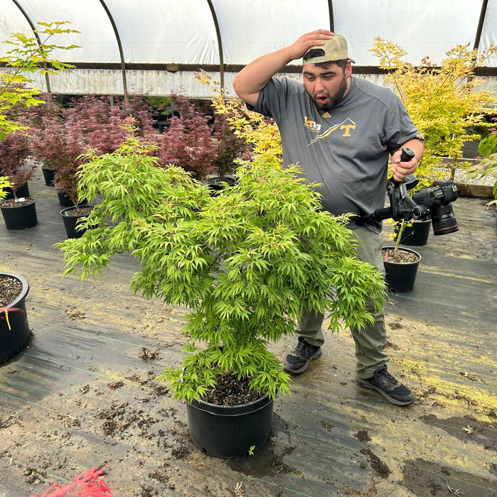Acer pubipalmatum 'Flying Daggers' | Cultivar Spotlight