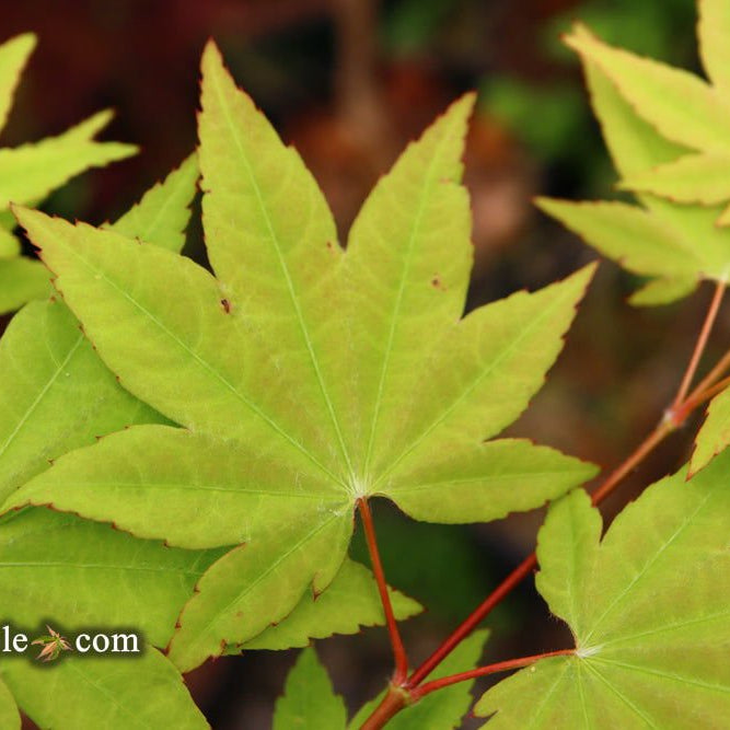 Acer robustum Rare Chinese Maple | Cultivar Spotlight