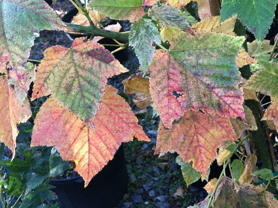 Acer rufinerve 'Hatsu yuki' | Cultivar Spotlight