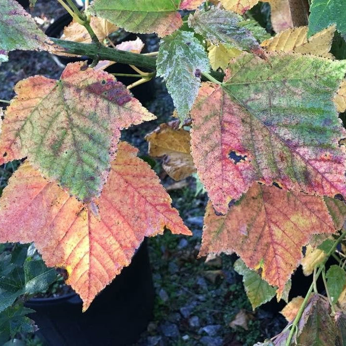 Acer rufinerve 'Hatsu yuki' | Cultivar Spotlight