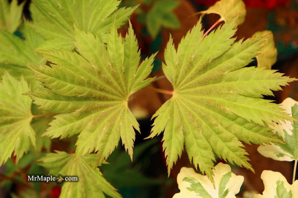 Discovering the Acer shirasawanum 'Bashful': A Unique Japanese Maple for Your Garden