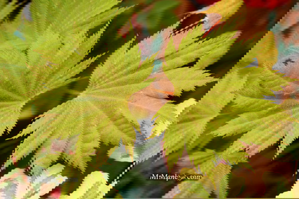 Discovering the Acer shirasawanum 'Bashful': A Unique Japanese Maple for Your Garden