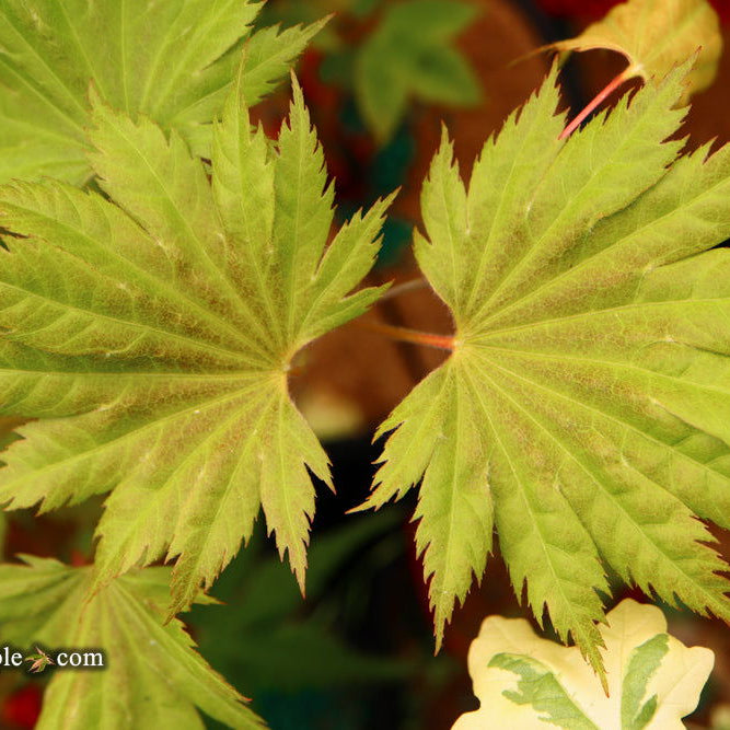 Discovering the Acer shirasawanum 'Bashful': A Unique Japanese Maple for Your Garden