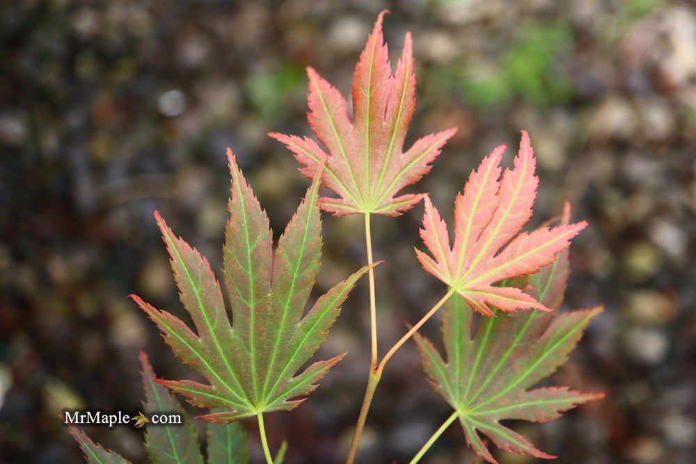 Acer shirasawanum 'Johin' | Cultivar Spotlight