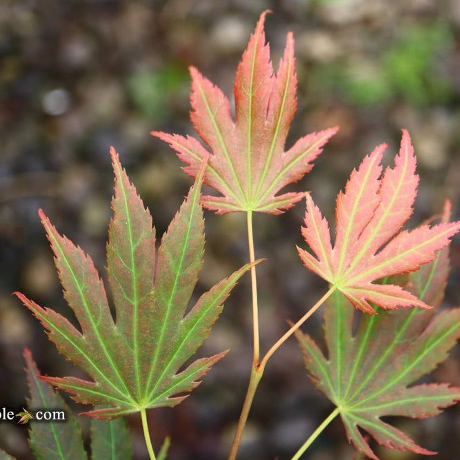 Acer shirasawanum 'Johin' | Cultivar Spotlight