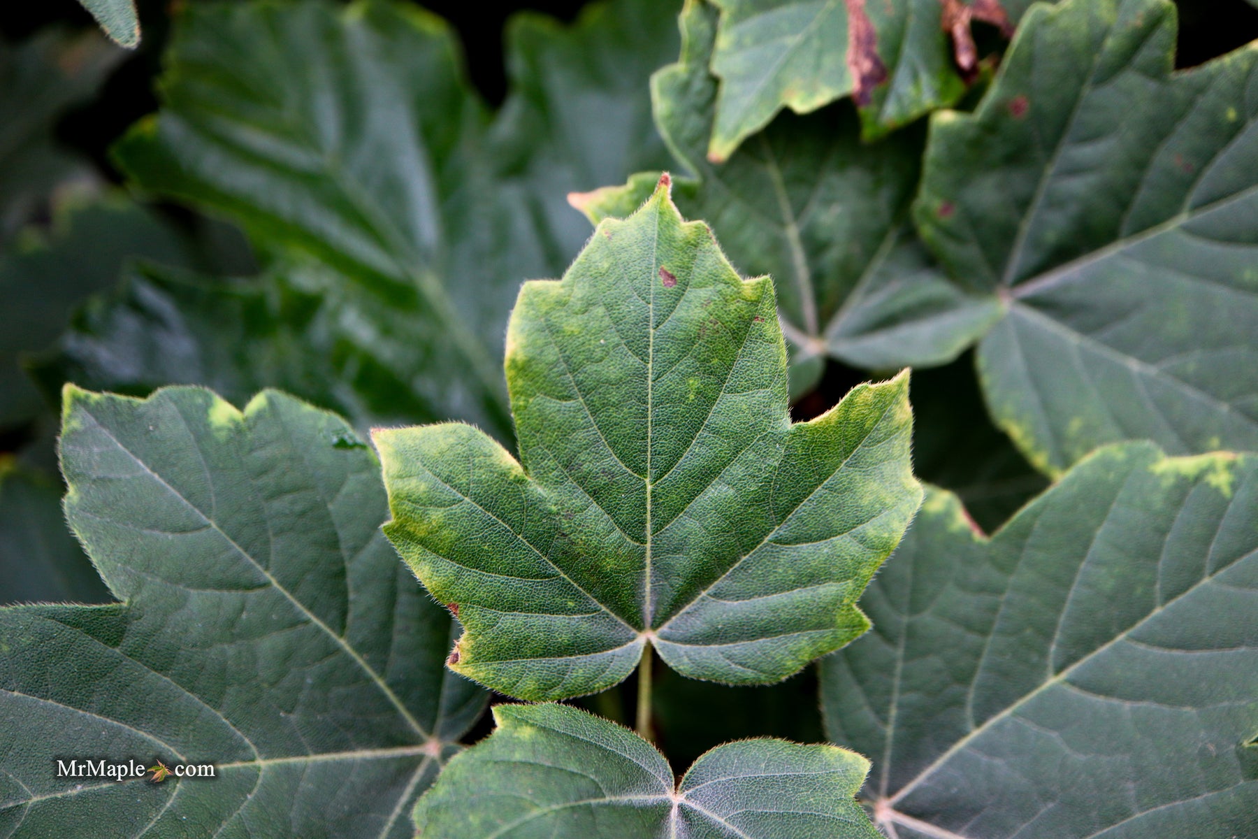 Exploring the Mysterious Acer Diabolicum: The Devil Maple