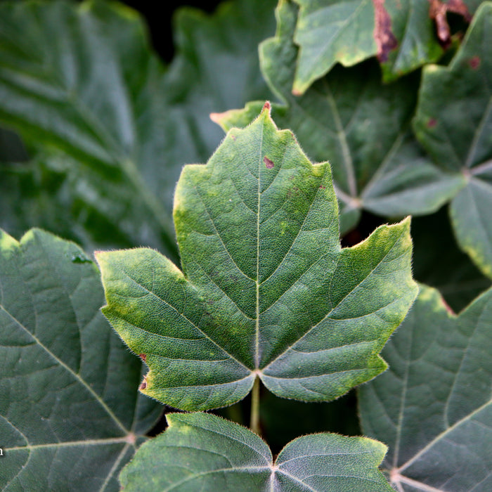 Exploring the Mysterious Acer Diabolicum: The Devil Maple