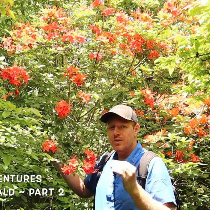 Rhododendron calendulaceum ‘Hooper’s Red’ | Cultivar Spotlight