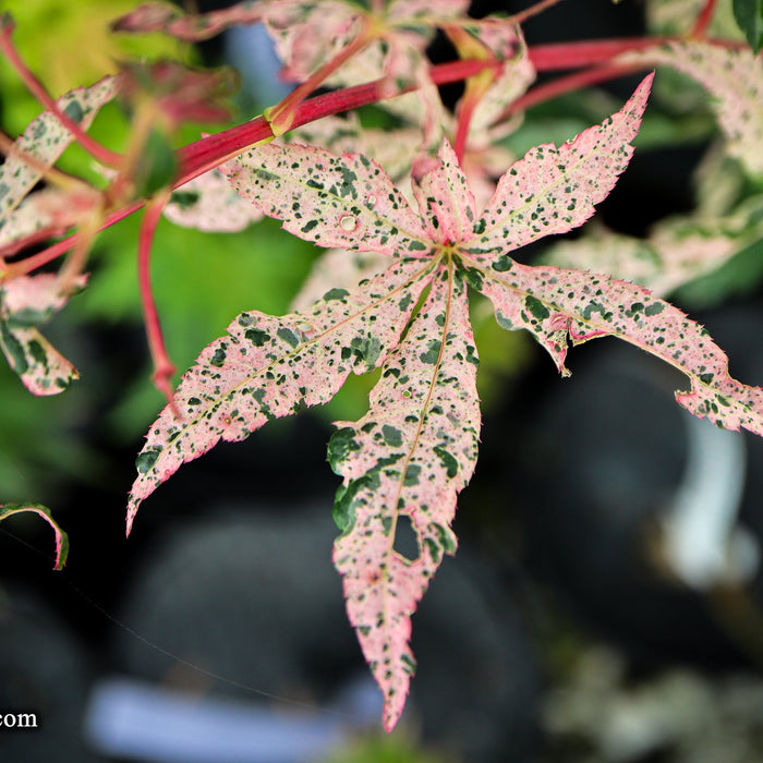 Exploring Acer palmatum 'Beni ukigumo': A Stunning Addition to Your Garden