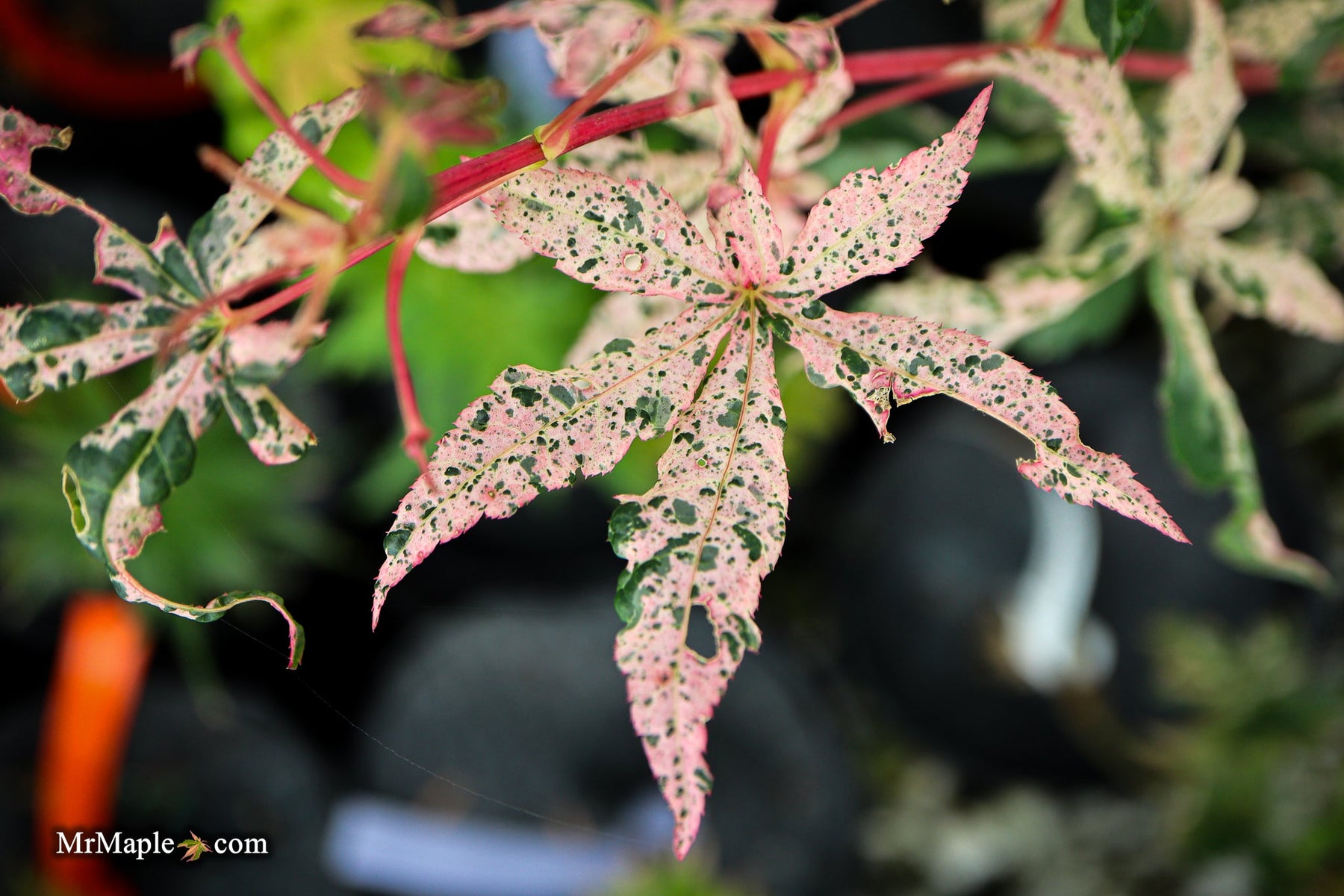 Exploring Acer palmatum 'Beni ukigumo': A Stunning Addition to Your Garden