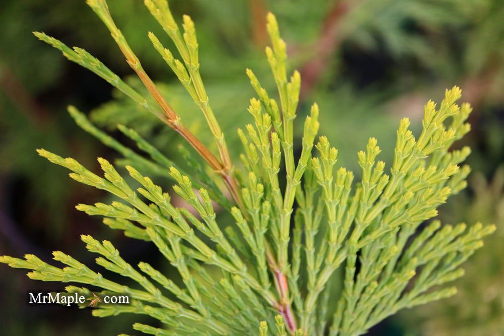 Calocedrus decurrens 'Maupin Glow' | Cultivar Spotlight