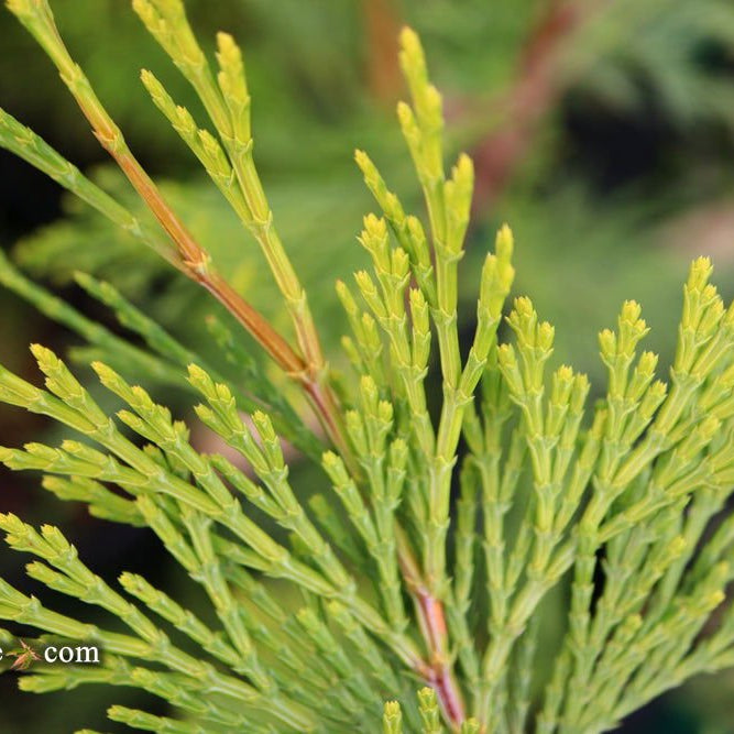 Calocedrus decurrens 'Maupin Glow' | Cultivar Spotlight
