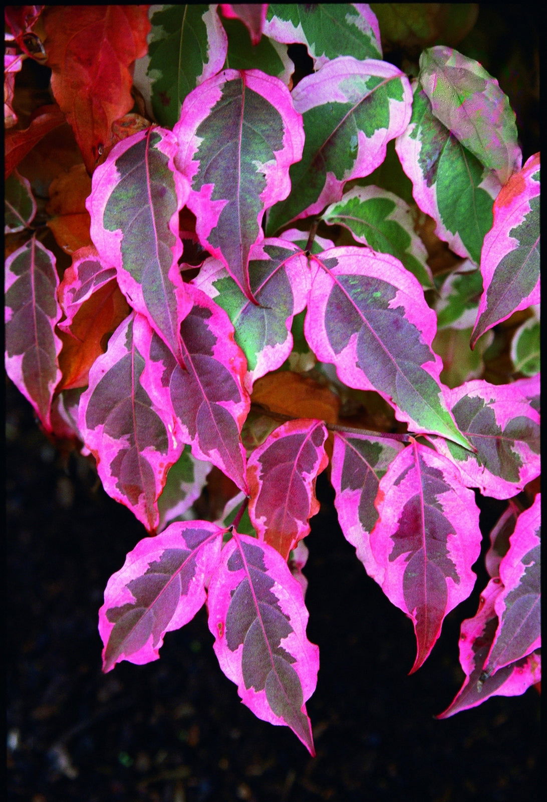The Stunning Cornus Kousa 'Summer Fun': A Guide to the Variegated Chinese Dogwood