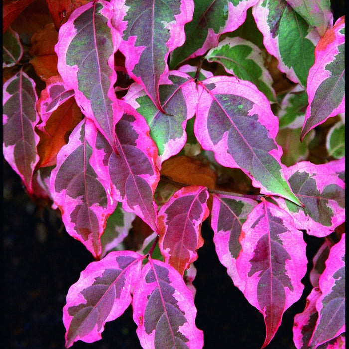 The Stunning Cornus Kousa 'Summer Fun': A Guide to the Variegated Chinese Dogwood