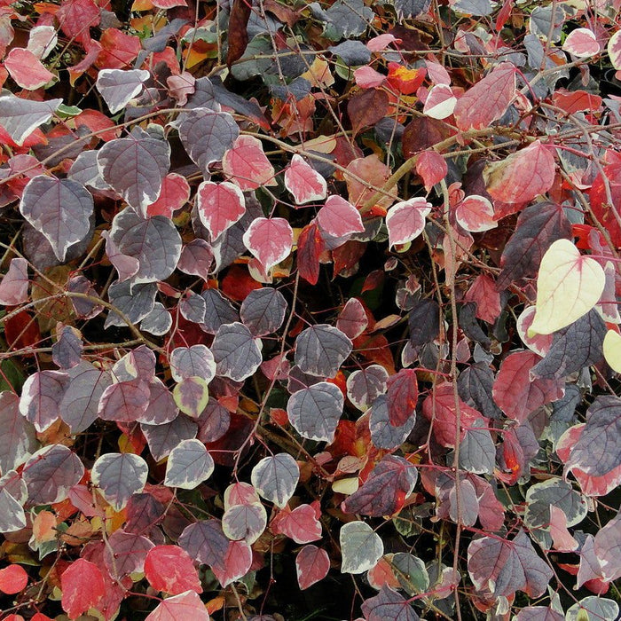 Disanthus cercidifolius 'Ena nishiki' | Cultivar Spotlight