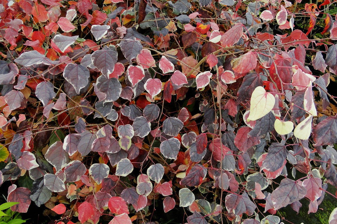 Disanthus cercidifolius 'Ena nishiki' | Cultivar Spotlight