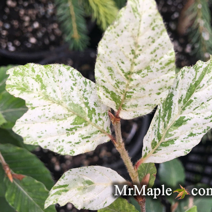 Fagus sylvatica 'Marmor Star' | Cultivar Spotlight