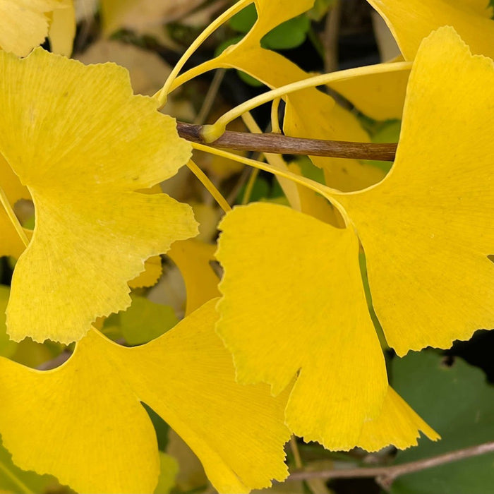 The Stunning Transformation of Ginkgo Trees in Fall: Why They Turn Yellow