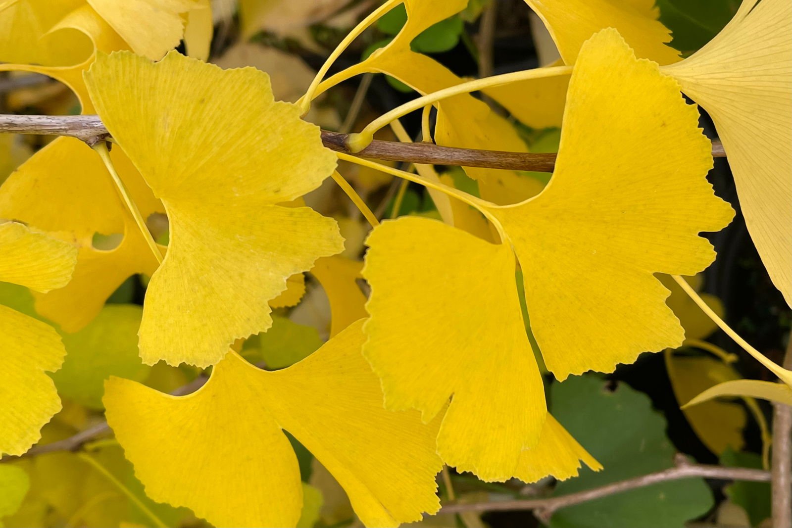 The Stunning Transformation of Ginkgo Trees in Fall: Why They Turn Yellow