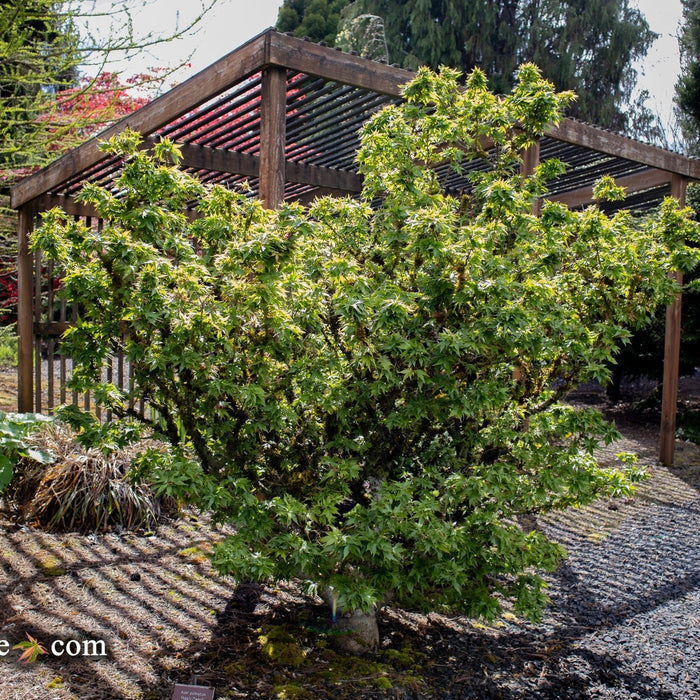 Acer palmatum 'Hupp's Dwarf': A Unique Compact Japanese Maple