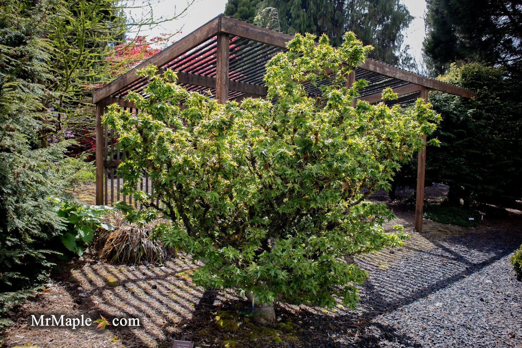 Acer palmatum 'Hupp's Dwarf': A Unique Compact Japanese Maple