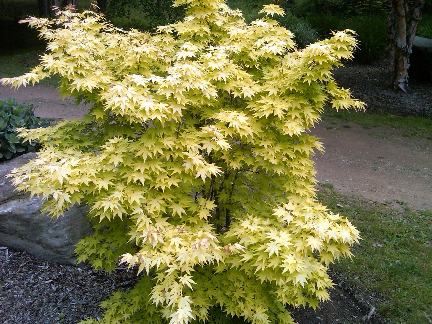 Acer palmatum 'Orange Dream' | Cultivar Spotlight
